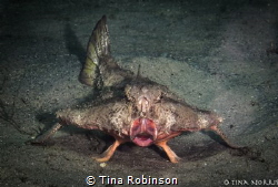 Red-lipped batfish by Tina Robinson 